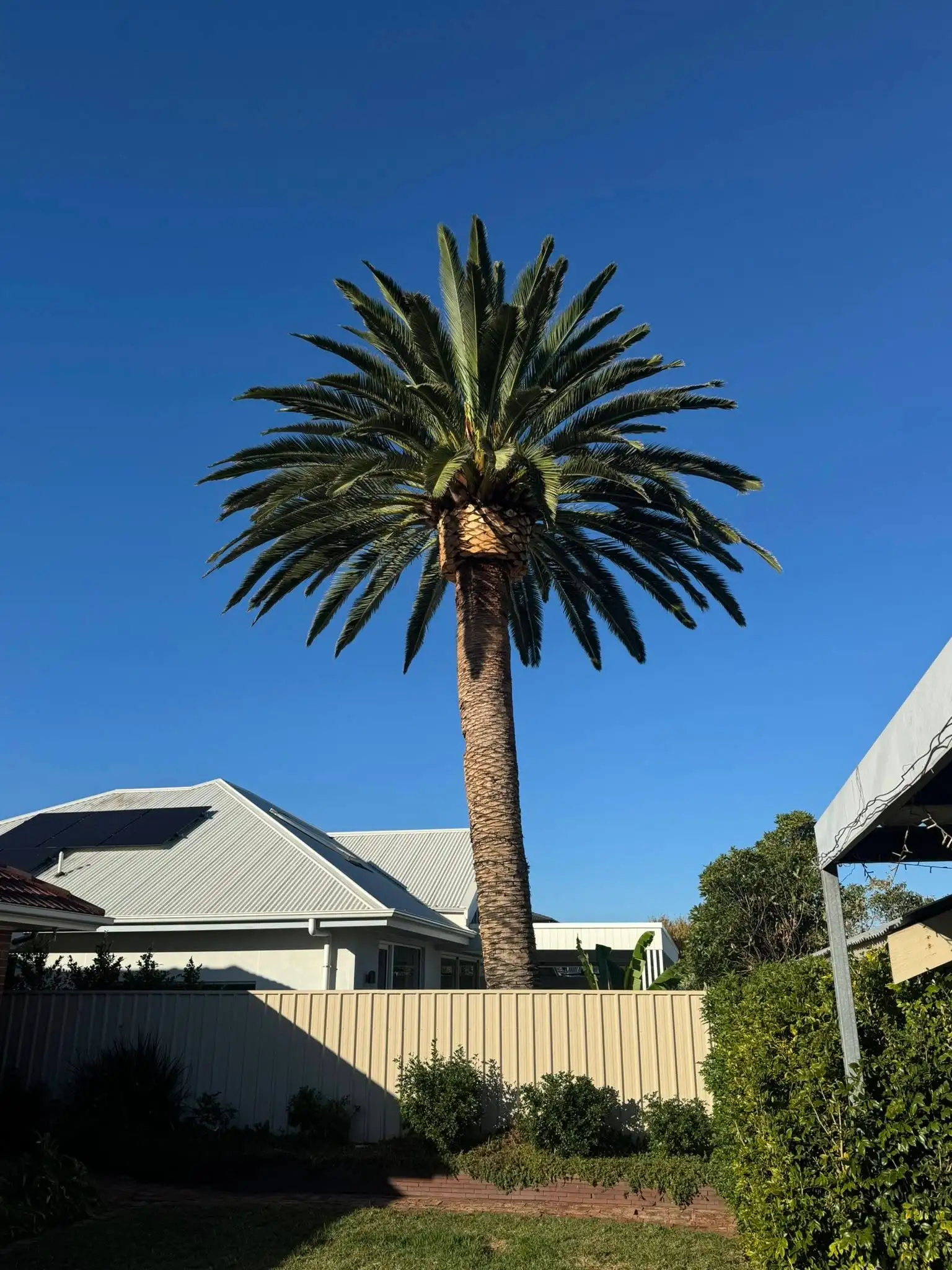 Storm-damaged tree cleared safely from an Adelaide property